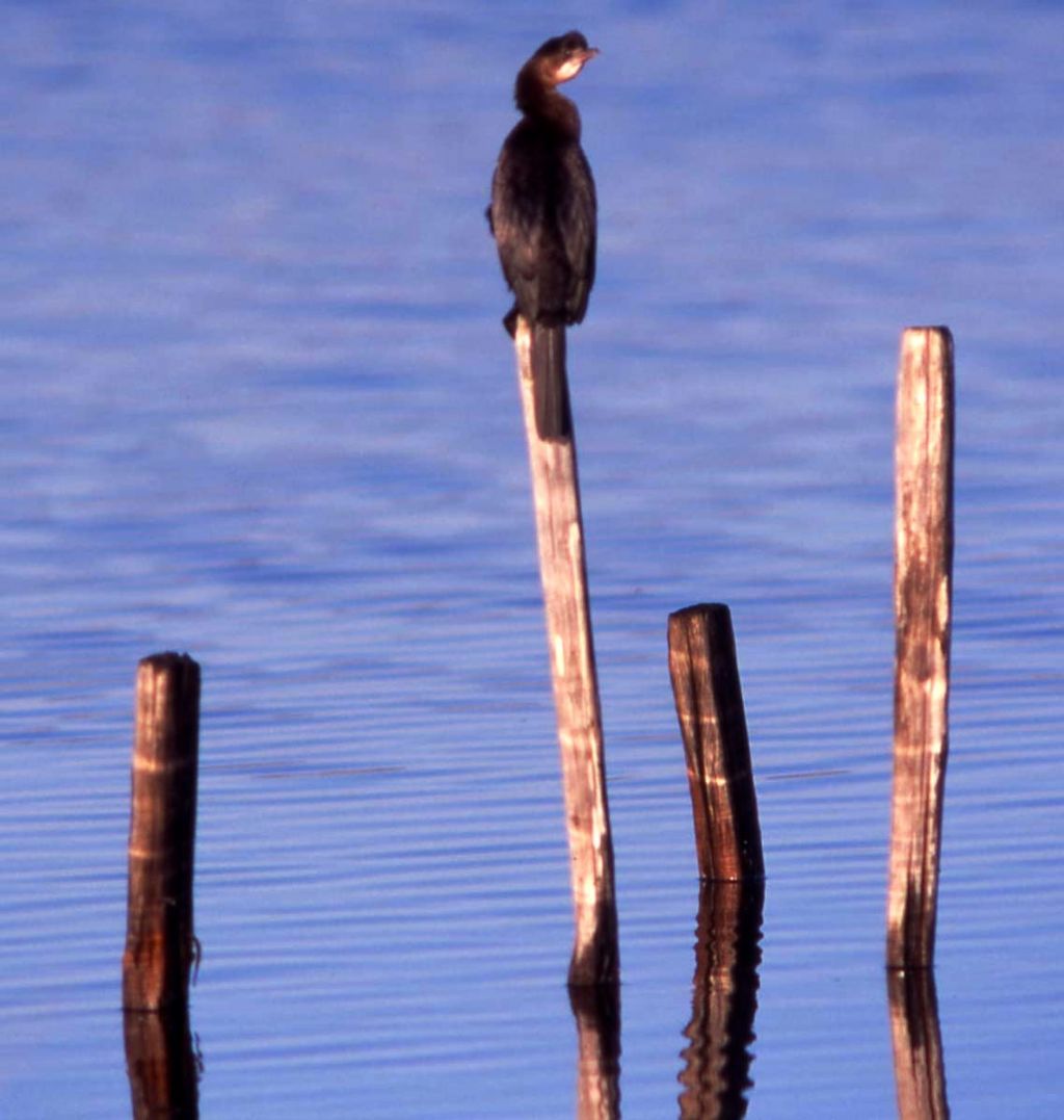 Cormorano pigmeo (189)